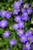 Other Sun Per. Campanula carpatica Assorted 1g 137594 