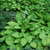  Hosta Gold Standard 137765 