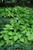  Hosta Gold Standard 137765 