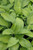  Hosta Gold Standard 137765 