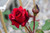Rose Climber Don Juan 3g 138330