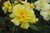 Climbing Roses Rosa Cl Golden Showers 138331 