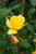Climbing Roses Rosa Cl Golden Showers 138331 