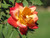 Climbing Roses Rosa Climber Josephs Coat 3g 138332 