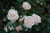 Climbing Roses Rosa Climber New Dawn 3g 144002 