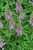  Astilbe chinensis Pumila 145384 