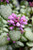  Lamium m Red Nancy 324979 