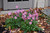Other Shade Per. Anemone Pamina 145921 