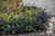 Other Ground. Ceratostigma plumbaginoides 325387 