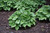  Hosta Blue Cadet 161381 