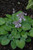  Hosta Blue Cadet 161381 
