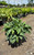  Hosta Blue Cadet 161381 