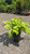  Hosta Fragrant Bouquet 161500 