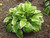  Hosta Fragrant Bouquet 161500 