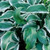  Hosta Albo Marginata 163666 