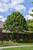  Acer griseum 168184 