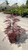 Acer palmatum dissectum Crimson Queen 168512