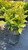Aucuba japonica Variegata 168587