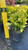 Aucuba japonica Variegata 168587