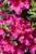 Azalea Girard Fuchsia 168629