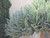 10" Foliage DRACAENA DRAGON SERIES 10 