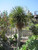 10" Foliage DRACAENA DRAGON SERIES 10 