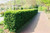  Buxus sempervirens 332793 