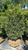 Buxus sempervirens 168804