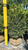  Buxus sempervirens 168804 