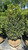  Buxus sempervirens 168804 