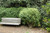  Buxus sempervirens 168804 