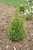 Buxus x Green Mountain 168812