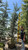 Cedrus atlantica Glauca 168853