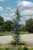  Cedrus atlantica Glauca 168853 
