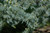  Cedrus atlantica Glauca 168853 