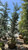  Cedrus atlantica Glauca 168853 