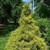 Chamacyparis Chamaecyparis pisifera Gold Mop 168988 
