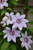  Clematis lanuginosa Nelly Moser 169008 