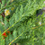 Leyland Cupressocyparis x leylandii 169073 