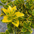 Euonymous Euonymus japonicus Aureomarginatus 169124 