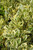 Euonymous Euonymus japonicus Silver King 169145 