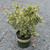 Euonymous Euonymus japonicus Silver King 169145 