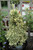Euonymous Euonymus japonicus Silver King 169145 