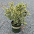 Euonymous Euonymus japonicus Silver King 169145 