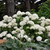  Hydrangea arborescens Annabelle 169284 