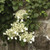 Climb Hydrangea Hydrangea anomala petiolaris 169289 