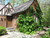 Climb Hydrangea Hydrangea anomala petiolaris 169289 