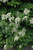 Climb Hydrangea Hydrangea anomala petiolaris 169289 