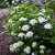  Hydrangea macrophylla E.S.Blushing Bride 169292 