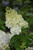 Hydrangea paniculata Bobo 169294